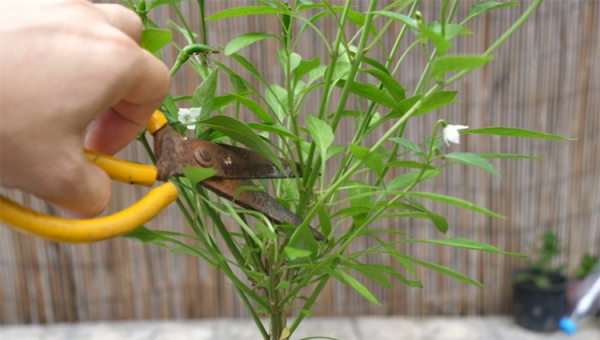 盆景趣聞：將辣椒養成老樁盆景是啥體驗？就算拿100斤辣椒都不換