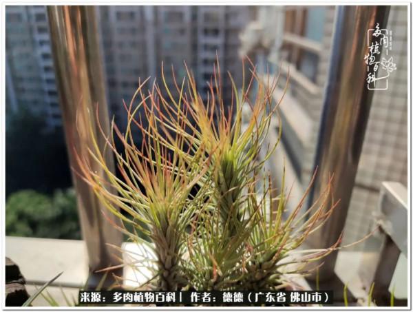 廣東的多肉陽臺:生命不息,折騰不止 廣東的多肉陽臺:生命不息,折騰不止