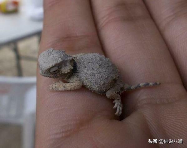 又想騙我養只萌寵：被惹毛的鱷魚，好凶