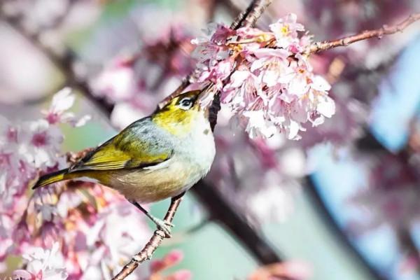 「冰凌集13」退休後隨兒子移居美國的生活(續一) 「冰凌集13」退休後隨兒子移居美國的生活(續一)