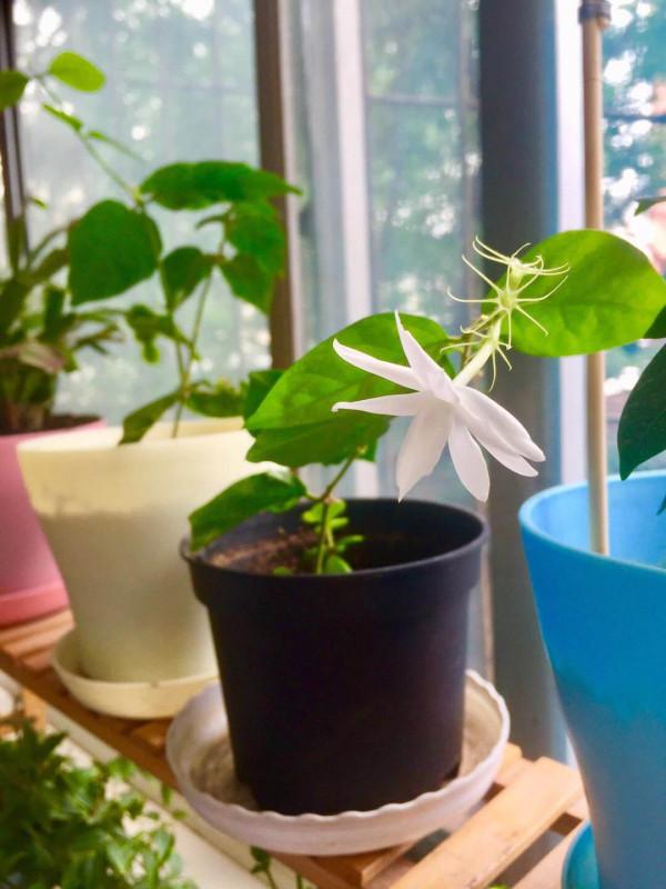 茉莉黃葉落葉怎麼辦?教你輕鬆養茉莉,重新繁茂 茉莉黃葉落葉怎麼辦?教你輕鬆養茉莉,重新繁茂