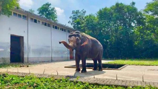 世界上最後一頭戰象 世界上最後一頭戰象