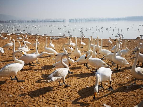 大天鵝如約到黃土高原“度假”