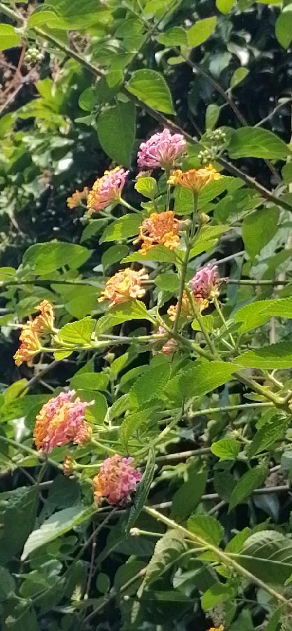 雲彩下的山城系列（九）