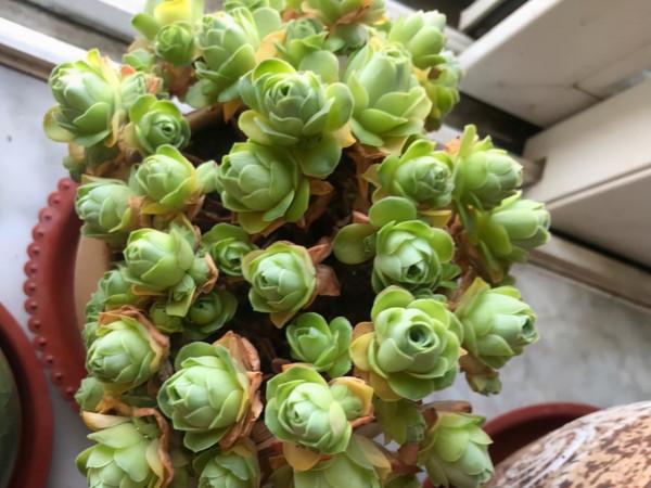 這10款多肉耐陰能力強，在室內陽臺上照樣長得漂亮，養起來真省心