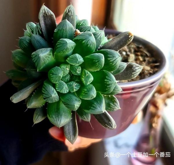 被人放棄，自生自滅，卻不氣餒，終於活出了自我價值