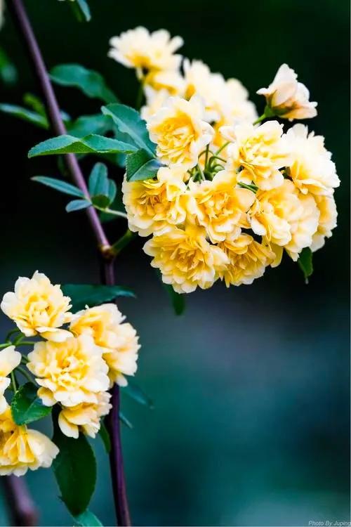 淡雅芬芳木香花