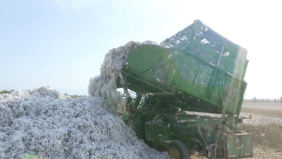 2021年棉花減產的原因及其表現,未來棉花產業的格局又是怎樣? 2021年棉花減產的原因及其表現,未來棉花產業的格局又是怎樣?