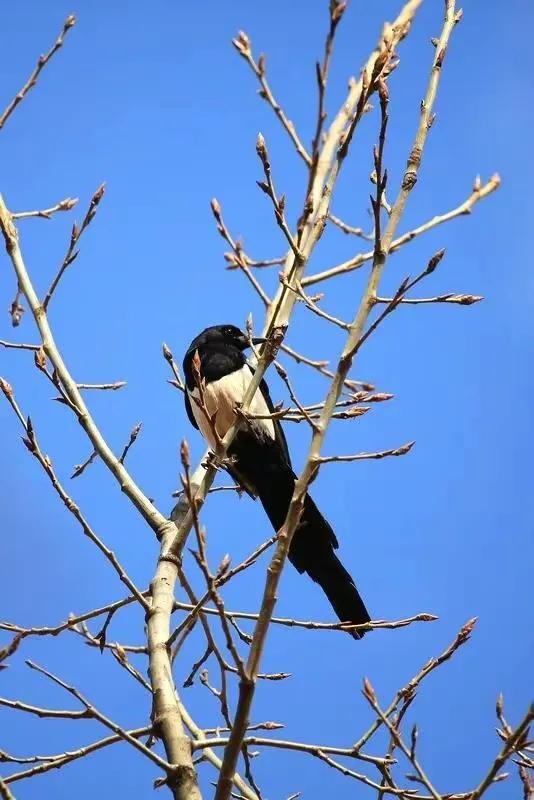 分享圖片&mdash;&mdash;喜鵲報喜鳥，喜事來咱家