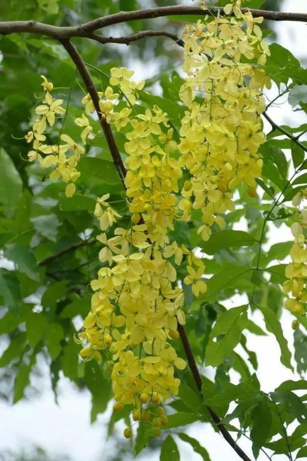 實用分享丨30款大型開花樹種介紹,白似雪、黃似陽、紅似霞,美翻 實用分享丨30款大型開花樹種介紹,白似雪、黃似陽、紅似霞,美翻