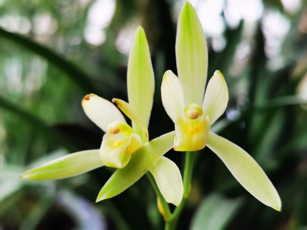 3種花新手還是放棄吧，買了就等於浪費錢，很難養活