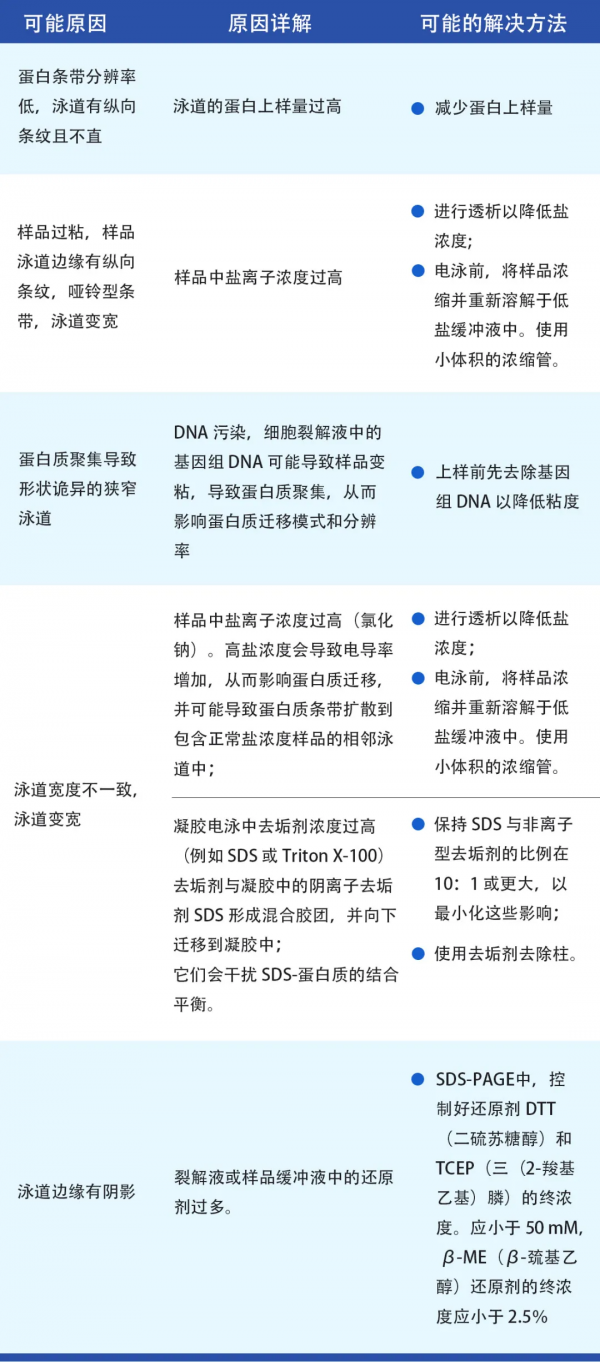 天能VE-586丨Western Blot蛋白免疫印跡常見問題