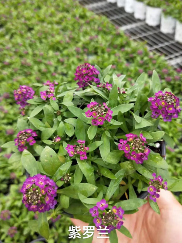 每年都搶著買的香雪球，種在花園裡引人駐足，流連忘返