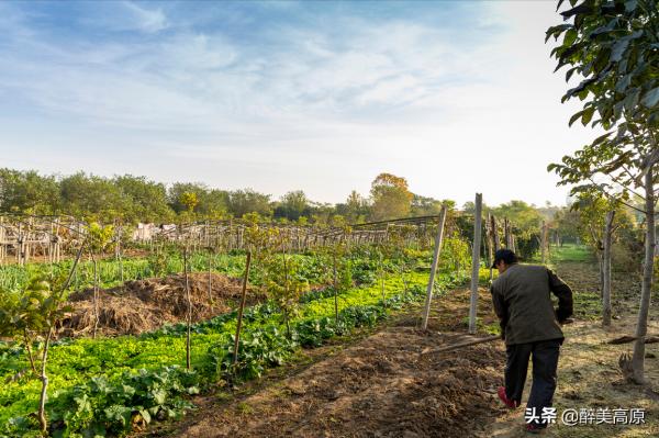 抒情散文:外婆的菜園子 抒情散文:外婆的菜園子