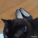 貓咪“鬥雞眼”是咋回事,會影響正常生活嗎? 貓咪“鬥雞眼”是咋回事,會影響正常生活嗎?