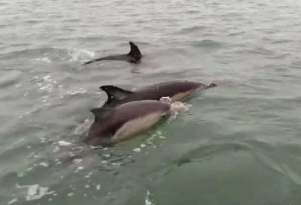 英國夫妻在海岸近處發現巨大海豚群