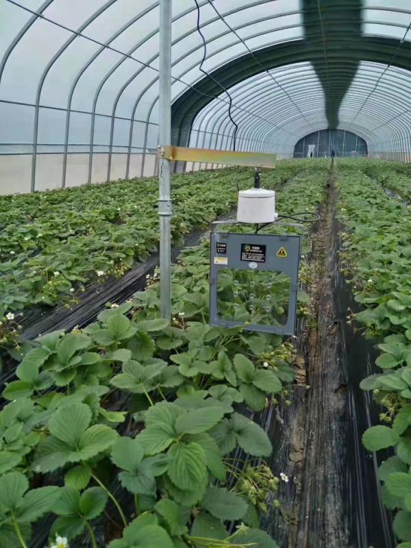 蔬菜愛“吃醋”，菜農每7天噴1次持續3次，增產30%真的嗎？神奇