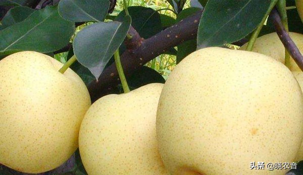 黃金梨哪裡產的好？