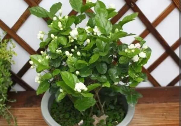 養茉莉，冬天做好4件事，開春新枝長得旺，多開花