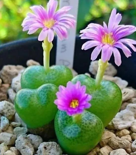 美妙絕倫的奇花獻給最可愛的你