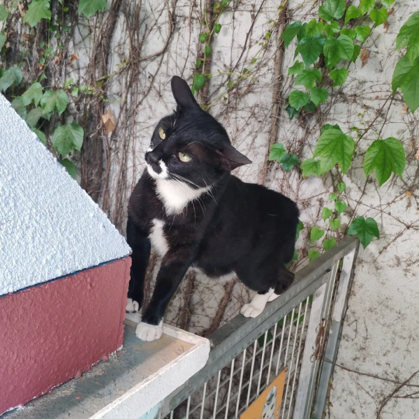 小廢貓要鹹魚翻身了咩? 小廢貓要鹹魚翻身了咩?