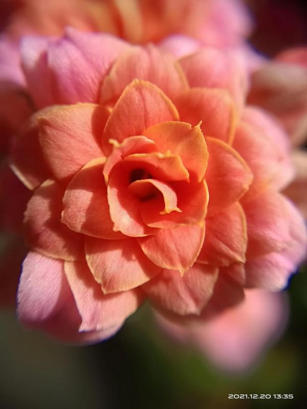 冬天才是賞花天啊