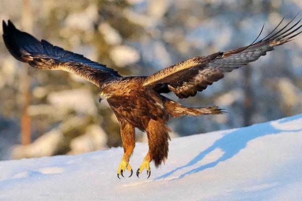 世界上速度最快的動物盤點，獵豹只能排第五名