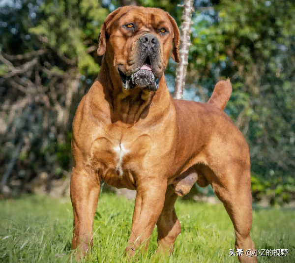 這7種獵犬，都來自非洲大陸，有你們認識的嗎？