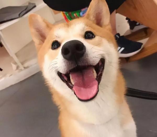 你什麼時候覺得狗也愛著你？