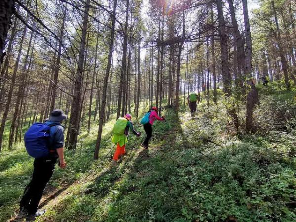 秋天到了，滿地都是寶貝“松樹皮”，養花有奇效