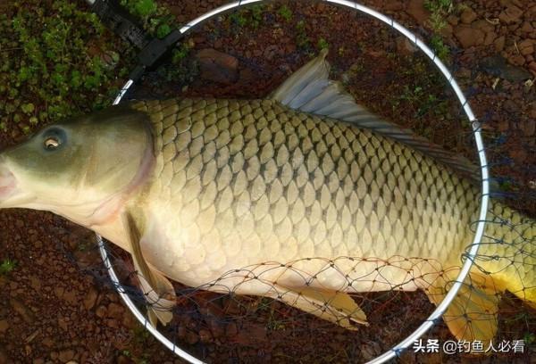 中秋佳節,如何作釣不空軍 中秋佳節,如何作釣不空軍