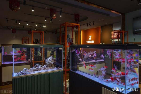 飼養觀賞魚怎樣養水，空氣缸很簡單