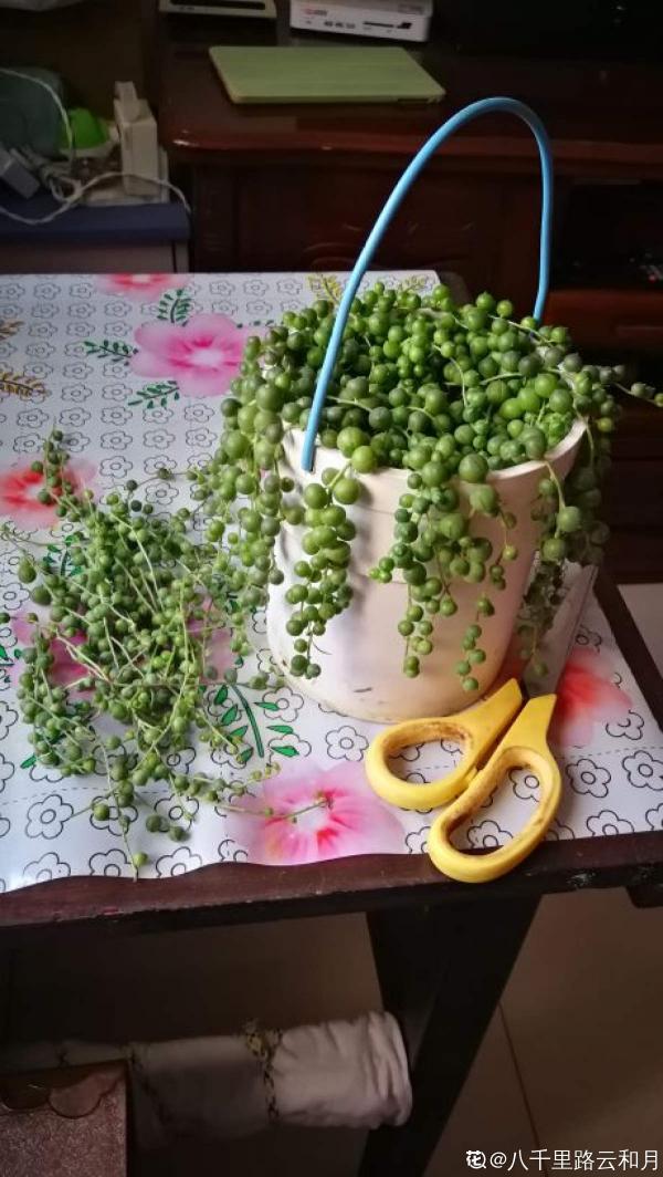 養膩了吊蘭,試試佛珠吊蘭,“垂流直下”長不停 養膩了吊蘭,試試佛珠吊蘭,“垂流直下”長不停