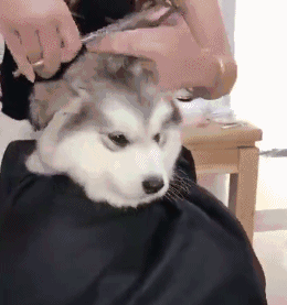 帶著狗子去理髮，結果博美被剪成了方塊頭，薩摩耶被剪成了小海豹