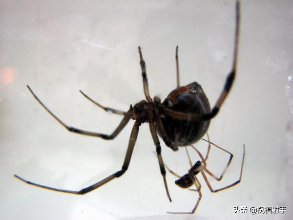 毒蜘蛛-五毒之——蜘蛛毒液,你應該瞭解的毒性知識(一)習性篇 毒蜘蛛-五毒之——蜘蛛毒液,你應該瞭解的毒性知識(一)習性篇