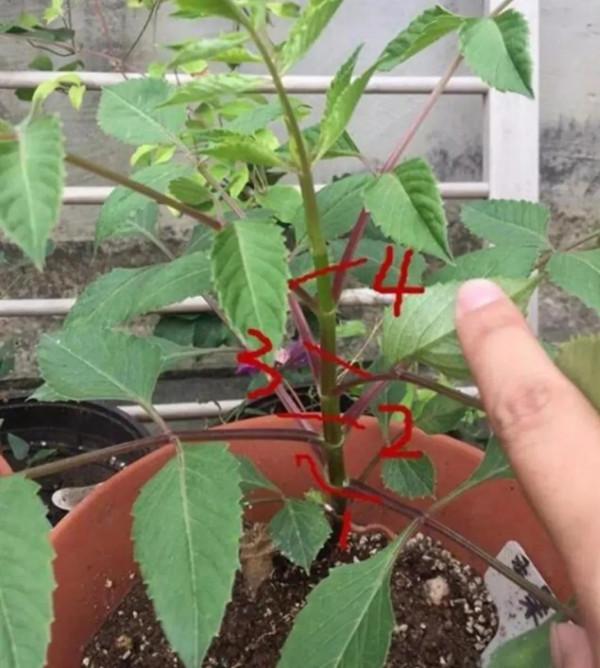 瑪格麗特小苗種植 瑪格麗特小苗種植