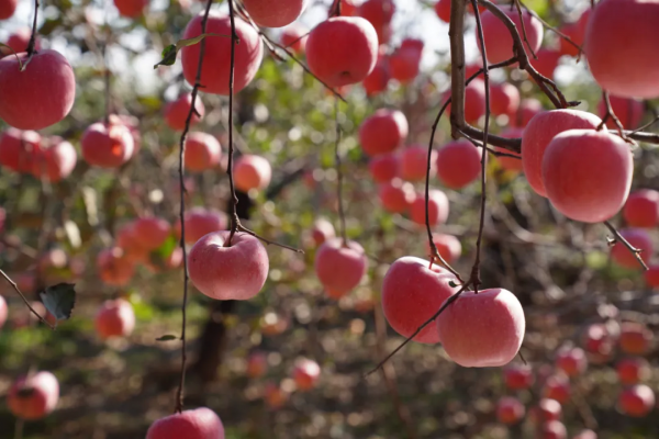 內丘特產丨 有機健康的富崗蘋果​ 內丘特產丨 有機健康的富崗蘋果​