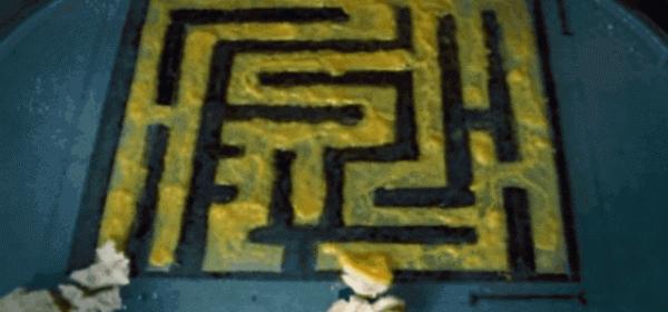 博物志 | “沒有腦子”的單細胞生物可能比你想象中更“聰明”