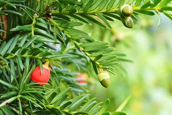 透過嫁接，改良性狀，使紅豆杉盆景生產很有發展前途的新路子