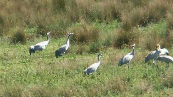 它們來貴州了!比往年早了9天 它們來貴州了!比往年早了9天