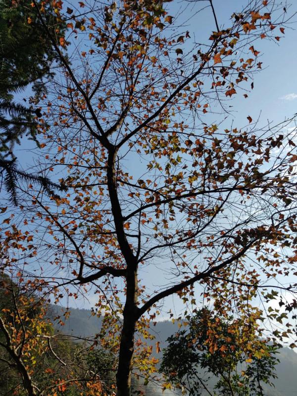 行走大瑤山