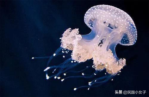 貓的神經傳導速度，可以輕易趕超高鐵