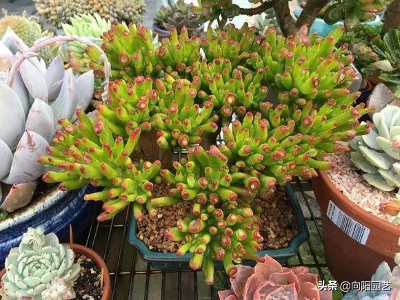 吸財樹，玉樹，動手剪剪枝，株型更美，價格翻倍，一盆值1000