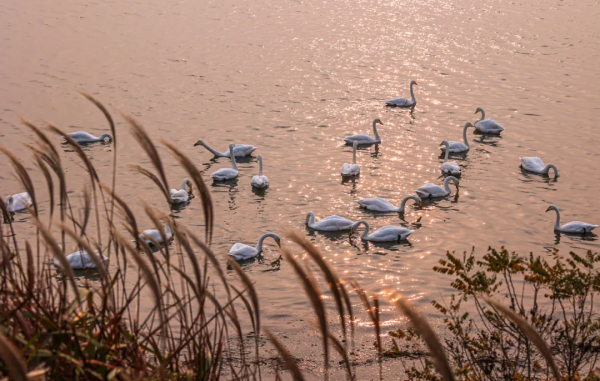 冬日精靈出沒山東！又是一年候鳥季，畫面美翻了！