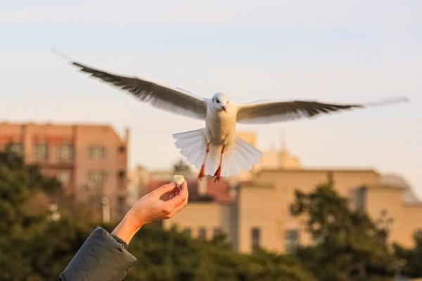 新年假期，來棧橋海邊與海鷗約會