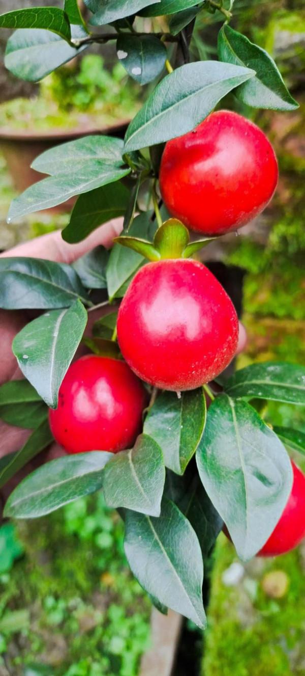 金彈的掛果期，你們知道有多少天嗎？