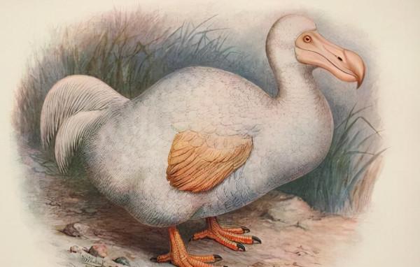 這28種動物，我們無緣再見，在殖民時期它們滅絕了，連照片都沒有