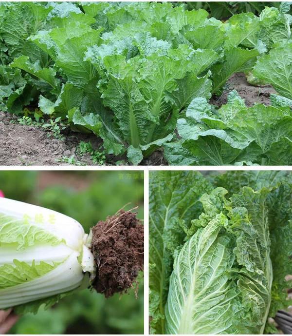 蘿蔔白菜定苗後，用這4個方法，增產效果相當明顯