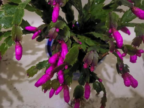 蟹爪蘭花開同樣值得讚美