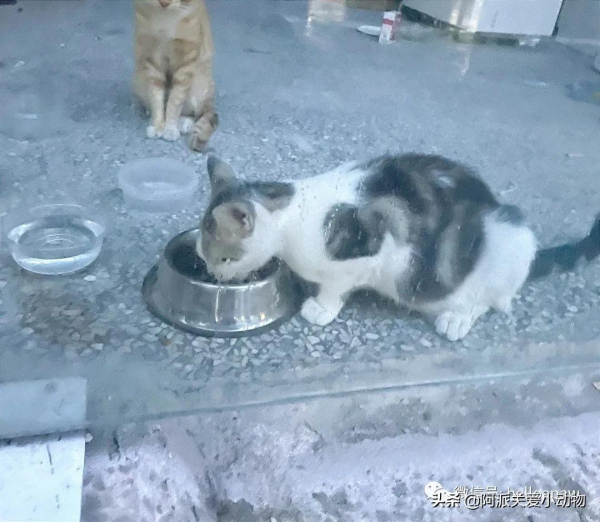 梨梨:想領養嗎?這兒有一隻普信流浪喵 梨梨:想領養嗎?這兒有一隻普信流浪喵